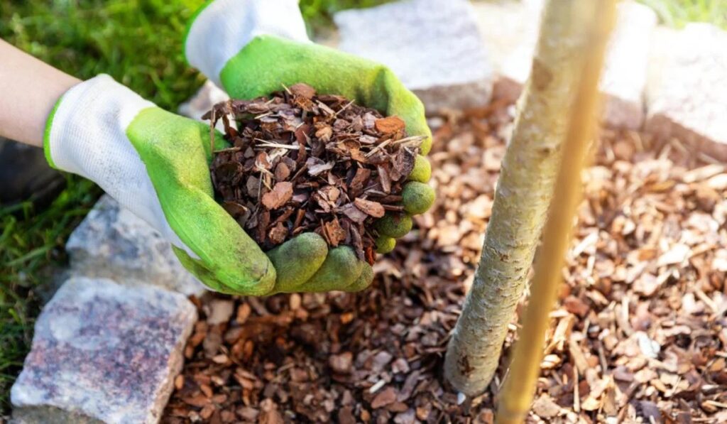 Mulching Everything You Need To Know About It