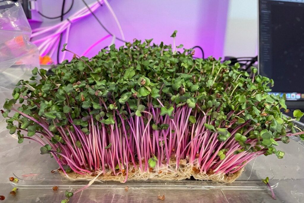 Radish Microgreens