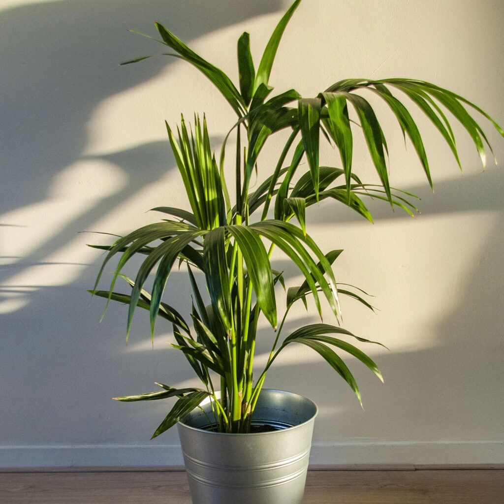 Rg Big Houseplants 1