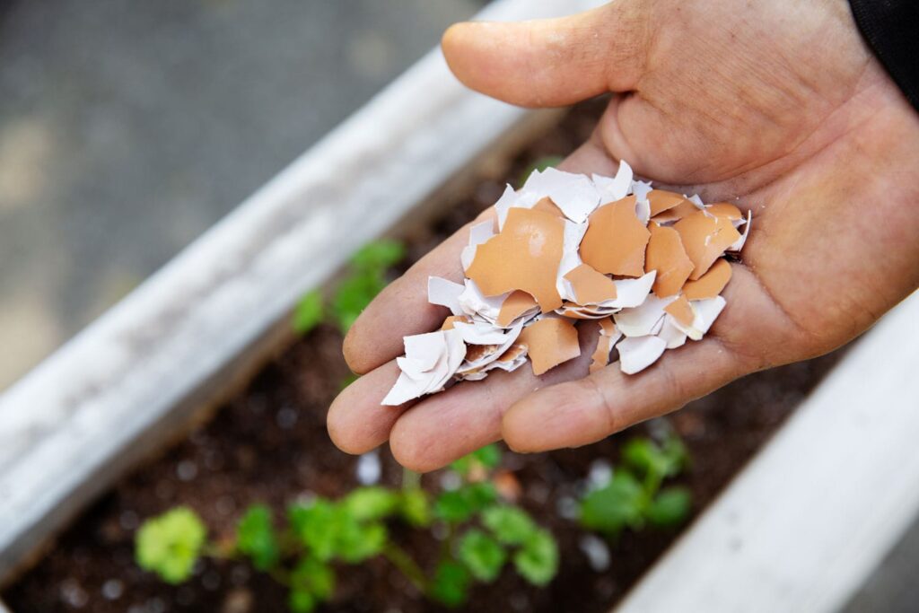 Sprinkling Eggshells In Garden