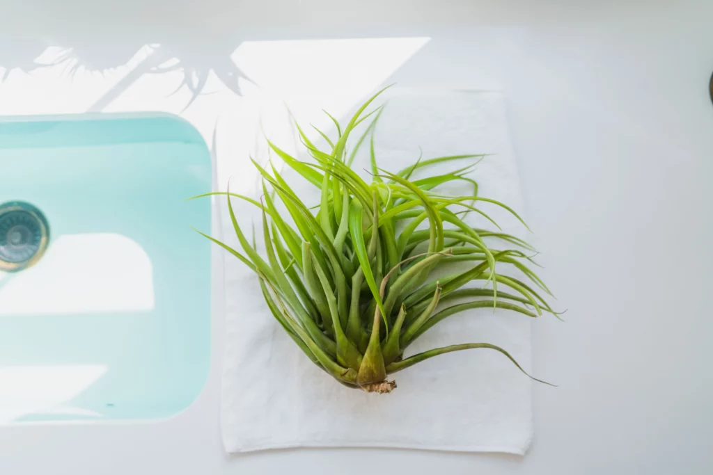 Tillandsia Air Plants Watering Soaking 13
