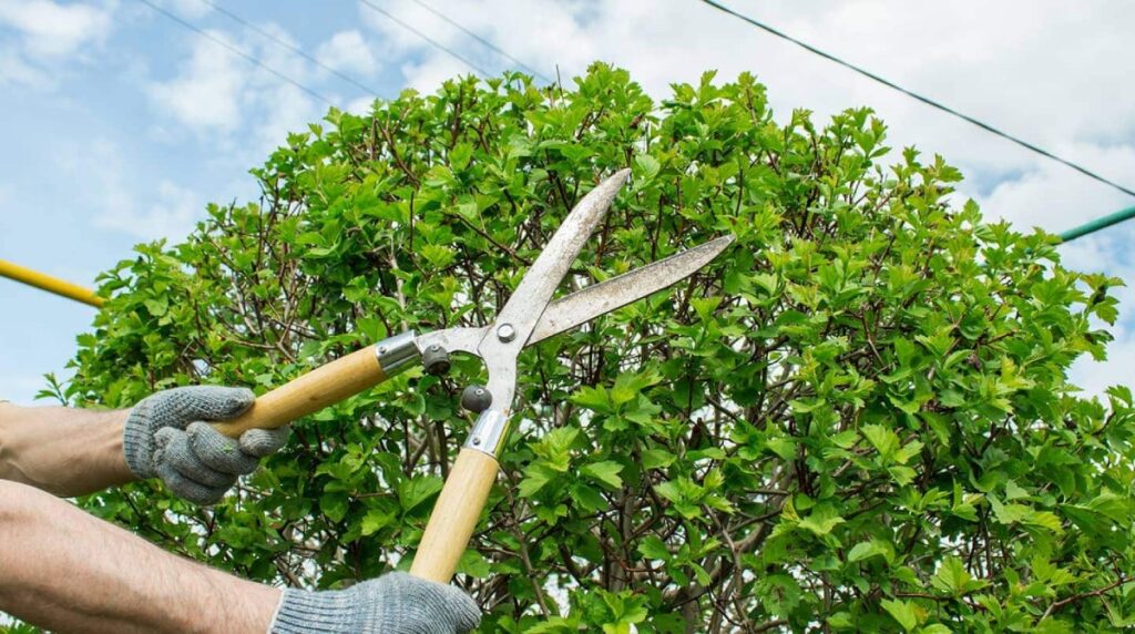 Tree Pruning And Tree Trimming