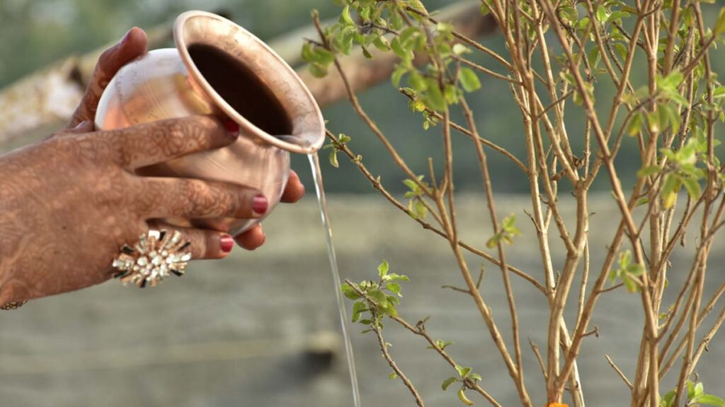 Watering Tulsi Main