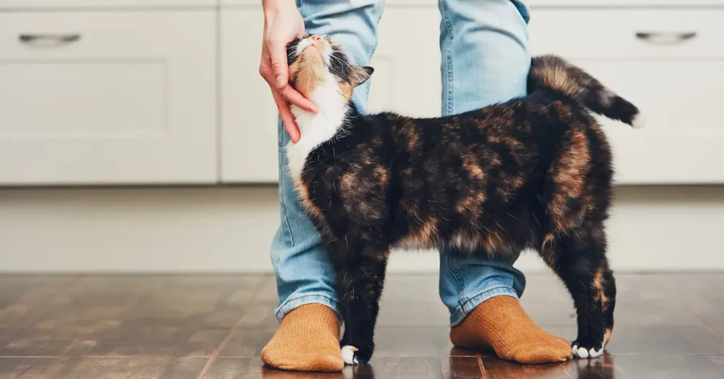 Zero Waste Cat Owner 1560884588387
