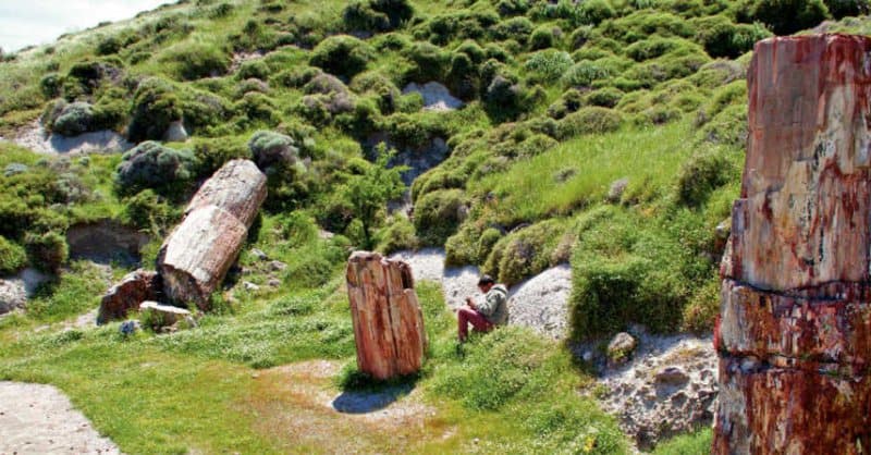 Greece Lesbos Petrified Trees Step