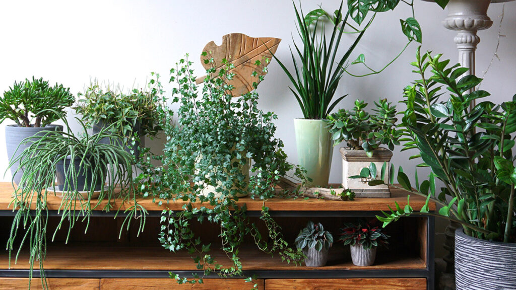 Green Houseplants Hero