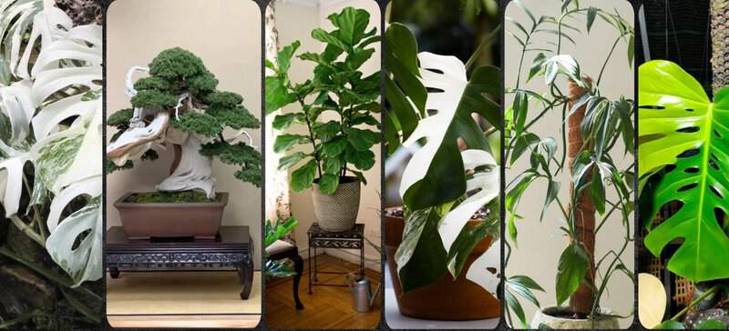Most Expensive House Plants Ever Sold: Complete Ranking of 25 Plants