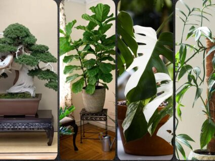 Most Expensive House Plants Ever Sold: Complete Ranking of 25 Plants