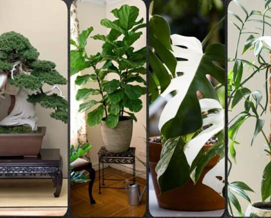 Most Expensive House Plants Ever Sold: Complete Ranking of 25 Plants