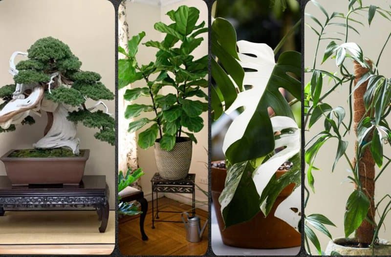 Most Expensive House Plants Ever Sold: Complete Ranking of 25 Plants