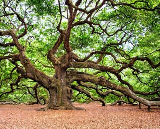Your Birth Tree Is More Important Than Your Horoscope – Find Out Why