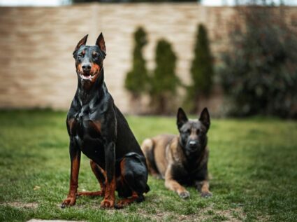 Forbidden Pets: Why These 32 Animals Are Banned in Different Countries