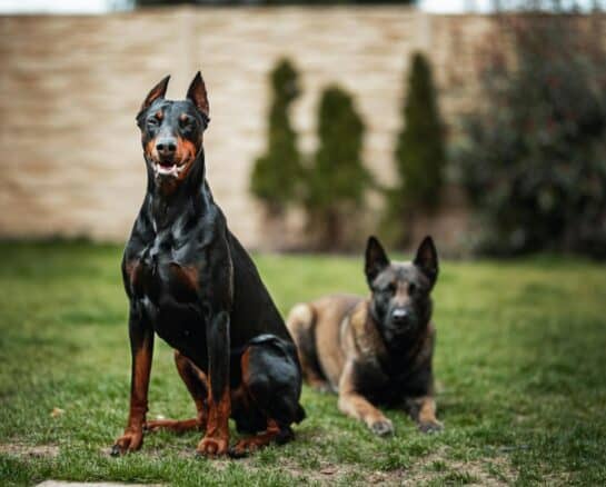 Forbidden Pets: Why These 32 Animals Are Banned in Different Countries